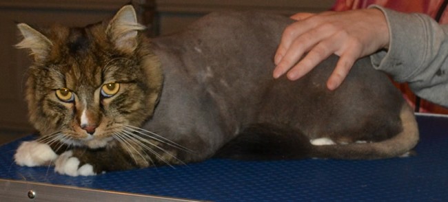 Lucky is a Mainecoon who came in to have his matted fur clipped off and nails clipped as well. Pampered by Kylies Cat Grooming Services Also All Size Dogs.