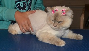 Alaska is a Ragdoll. She came in for her matted groom, nails clipped and wash n blowdry. Pampered by Kylies Cat Grooming Services Also All Size Dogs
