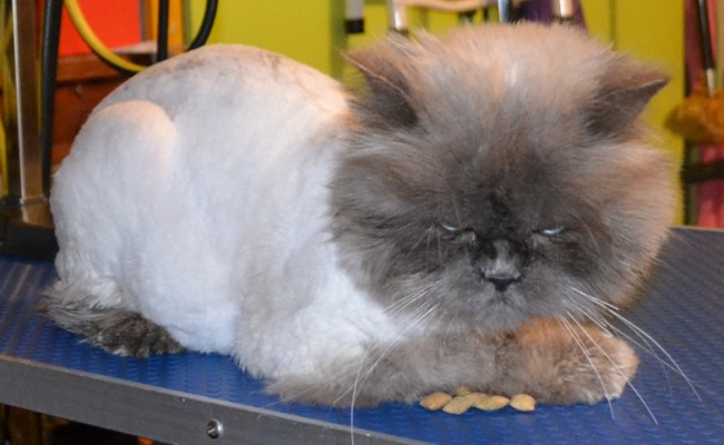 After – Toby is a Persian. He had his full groom and is feeling and looking much much better. At the end of it all he was purring. I think deep down he really appreciated it. The client was also over the moon. Pampered by Kylies Cat Grooming Services Also All Size Dogs.