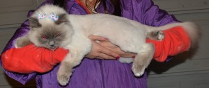 Coco is a Ragdoll breed. She had her fur shaved, nails clipped, flea wash n blow-dry, 1 month flea applicator and ears cleaned. Pampered by Kylies Cat Grooming Services Also All Size Dogs