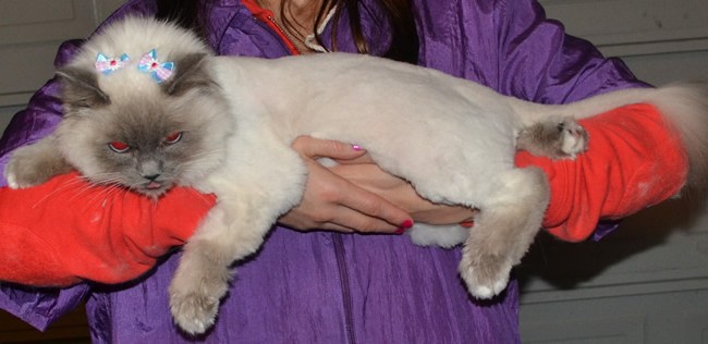 Coco is a Ragdoll breed. She had her fur shaved, nails clipped, flea wash n blow-dry, 1 month flea applicator and ears cleaned.  Pampered by Kylies Cat Grooming Services Also All Size Dogs