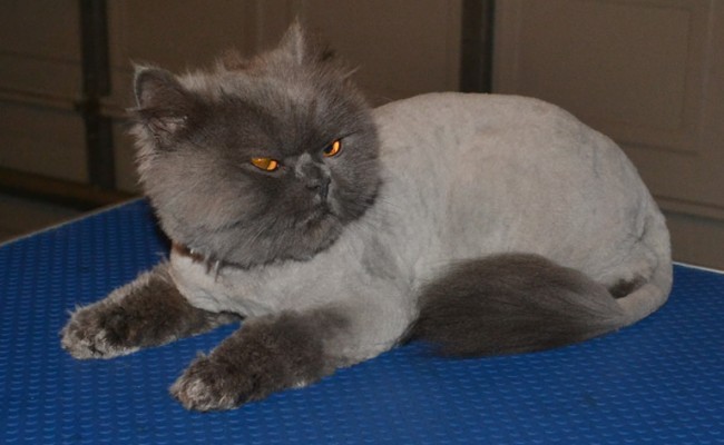 Henry is a British Long Hair. he had his full matted groom which involves, Fur clipping, nail clipping, wash n blow-dry and his ear and eyes cleaned.  Pampered by Kylies Cat Grooming Services Also All Size Dogs.