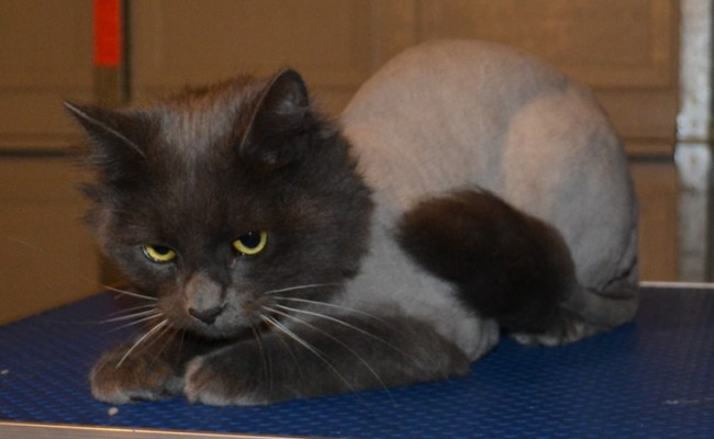 Cha Cha is a Russian Blue x Perisan. Pampered by Kylies Cat Grooming Services Also All Size Dogs.