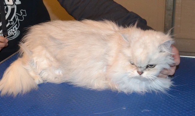 Sofie is a Chinchilla. She had a shave and her nails clipped. Pampered by Kylies Cat Grooming services Also All Size Dogs.