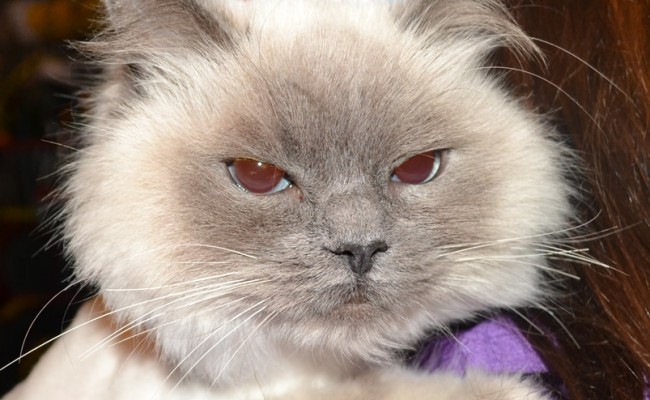 Coco is a Ragdoll breed. She had her fur shaved, nails clipped, flea wash n blow-dry, 1 month flea applicator and ears cleaned.  Pampered by Kylies Cat Grooming Services Also All Size Dogs