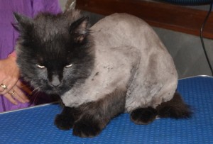 Peyton is a Long hair Domestic who had his matted fur shave and nails clipped. Pampered by Kylies Cat Grooming Services Also All Size Dogs.