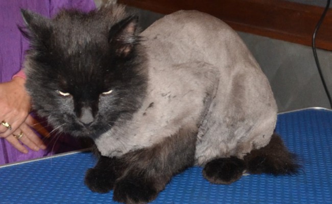 Peyton is a Long hair Domestic who had his matted fur shave and nails clipped. Pampered by Kylies Cat Grooming Services Also All Size Dogs.