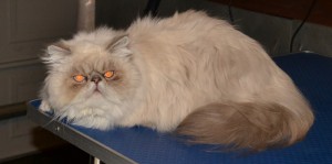 amuk is a Himalayan Persian that has had a matted groom and nails clipped. Pampered by Kylies Cat Grooming Services Also All Size Dogs.