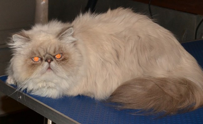 amuk is a Himalayan Persian that has had a matted groom and nails clipped. Pampered by Kylies Cat Grooming Services Also All Size Dogs.