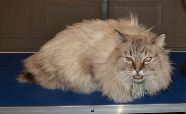 Montana is a Ragdoll who came in for a matted groom and nails clipped. Pampered by Kylies Cat Grooming Services Also All Size Dogs