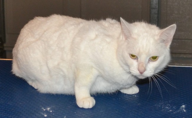 Khlua is a Short hair Domestic with a very think coat. She had her fur shaved , fur raked, nails clipped and Glitter Pink Softpaw Nail Caps.  Pampered by Kylies Cat Grooming Services Also All Size Dogs.