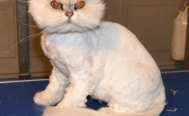 Sofie is a Chinchilla. She had a shave and her nails clipped. Pampered by Kylies Cat Grooming services Also All Size Dogs.