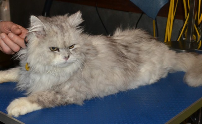 Bugman is a Chinchilla. He came in for his matted groom. Pampered by Kylies cat grooming services All Size Dogs