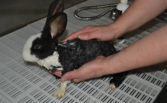 Floppy is a Rabbit. She had her fur raked,nails clipped and a wash n blowdry. Pampered by Kylies Cat Grooming Services Also All Size Dogs