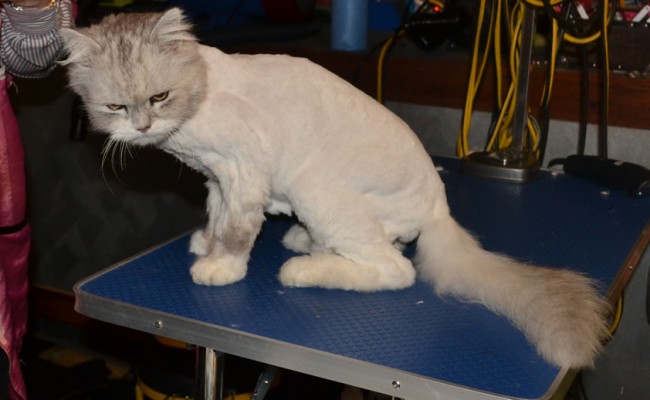 Bugman is a Chinchilla. He came in for his matted groom. Pampered by Kylies cat grooming services All Size Dogs