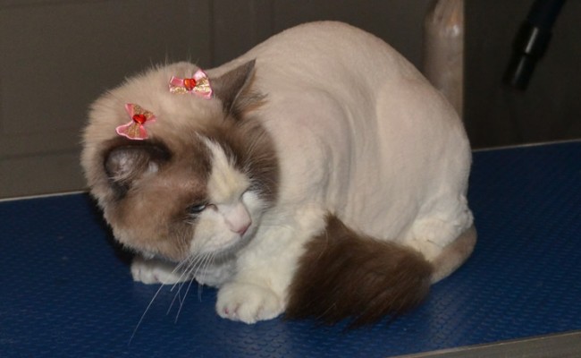 Lovely is a Ragdoll breed. She had her matted fur shave, nails clipped, full set of Glitter pink Softpaw nail Caps, flea wash n blow-dry, 1 month flea applicator and ears cleaned.  Pampered by Kylies Cat Grooming Services Also All Size Dogs