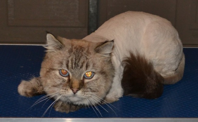 Montana is a Ragdoll who came in for a matted groom and nails clipped. Pampered by Kylies Cat Grooming Services Also All Size Dogs