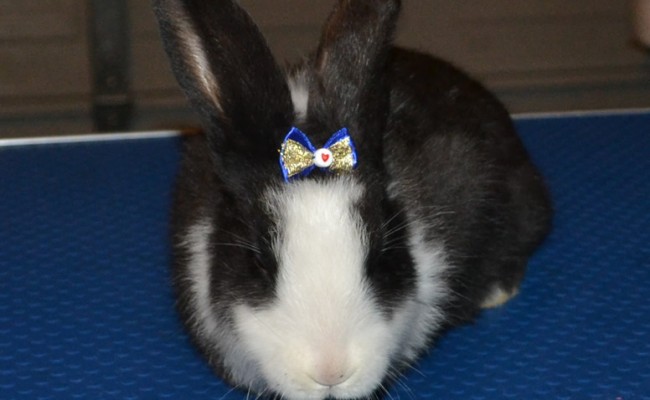 Floppy is a Rabbit. She had her fur raked,nails clipped and a wash n blowdry. Pampered by Kylies Cat Grooming Services Also All Size Dogs