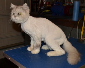 Bugman is a Chinchilla. He came in for his matted groom. Pampered by Kylies cat grooming services All Size Dogs