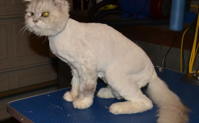 Bugman is a Chinchilla. He came in for his matted groom. Pampered by Kylies cat grooming services All Size Dogs