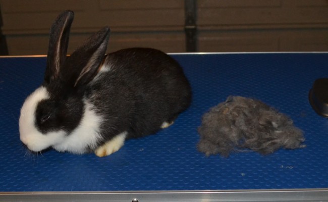 Floppy is a Rabbit. She had her fur raked,nails clipped and a wash n blowdry. Pampered by Kylies Cat Grooming Services Also All Size Dogs