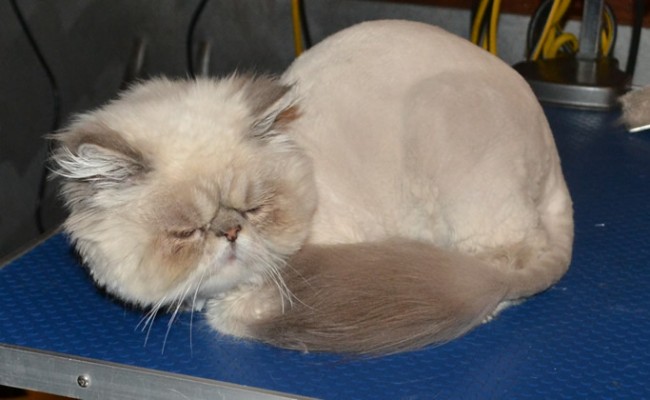 amuk is a Himalayan Persian that has had a matted groom and nails clipped. Pampered by Kylies Cat Grooming Services Also All Size Dogs.