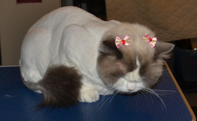Lovely is a Ragdoll breed. She had her matted fur shave, nails clipped, full set of Glitter pink Softpaw nail Caps, flea wash n blow-dry, 1 month flea applicator and ears cleaned.  Pampered by Kylies Cat Grooming Services Also All Size Dogs