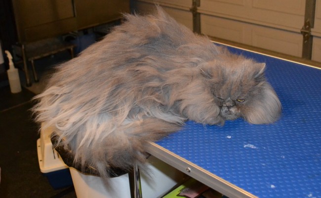 Penny Puff is a Persian. Pampered by Kylies Cat Grooming services Also All Size Dogs