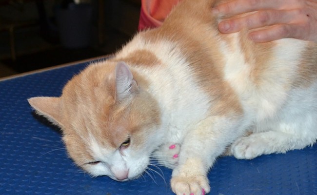 Girly Girl is a Domestic. Her after shot after her fur rake, nails cut, wash n blowdry and Pink Softpaw Nail Caps. Pampered by Kylies Cat Grooming services Also All Size Dogs