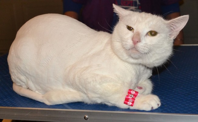 Khlua is a Short hair Domestic with a very think coat. She had her fur shaved , fur raked, nails clipped and Glitter Pink Softpaw Nail Caps.  Pampered by Kylies Cat Grooming Services Also All Size Dogs.