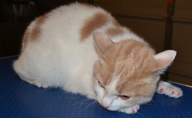 Girly Girl is a Domestic. Her after shot after her fur rake, nails cut, wash n blowdry and Pink Softpaw Nail Caps. Pampered by Kylies Cat Grooming services Also All Size Dogs