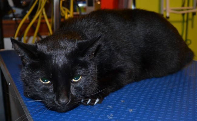 Blacky is a Domestic. His after shot after his fur raking, nails clipped, wash n blowdry and Steel Grey Softpaw Nail Caps. Pampered by Kylies Cat Grooming services Also All Size Dogs