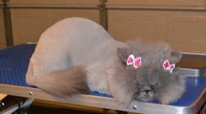 Penny Puff is a Persian. Pampered by Kylies Cat Grooming services Also All Size Dogs
