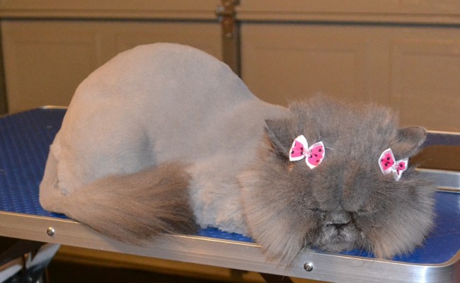 Penny Puff is a Persian. Pampered by Kylies Cat Grooming services Also All Size Dogs
