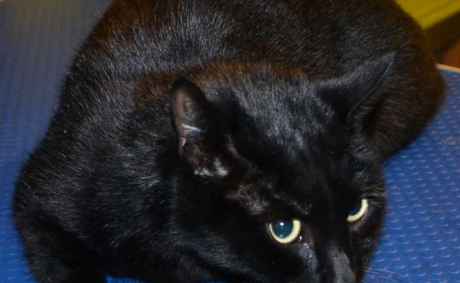Blacky is a Domestic. His after shot after his fur raking, nails clipped, wash n blowdry and Steel Grey Softpaw Nail Caps. Pampered by Kylies Cat Grooming services Also All Size Dogs