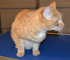Leo is a 12 year old Domestic Ginger. His after shot after his fur raking, nails clipped, wash n blowdry and Blue/Orange Softpaw Nail Caps. Pampered by Kylies Cat Grooming services Also All Size Dogs
