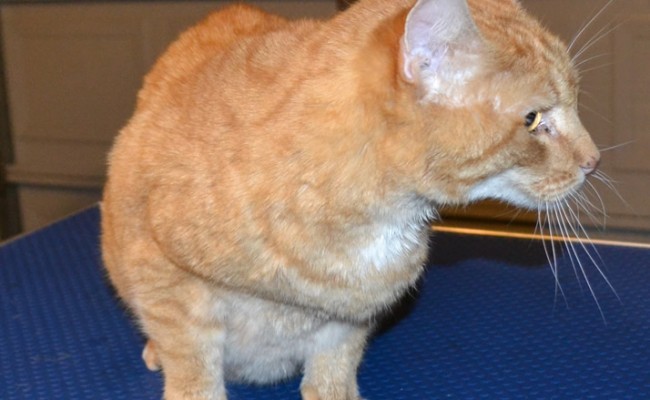 Leo is a 12 year old Domestic Ginger. His after shot after his fur raking, nails clipped, wash n blowdry and Blue/Orange Softpaw Nail Caps. Pampered by Kylies Cat Grooming services Also All Size Dogs