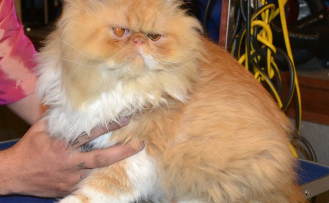 easley is a (Harry Potter fan) I mean Persian. He came in today for his full groom and did very very well. Pampered by Kylies cat Grooming Services Also All Size Dogs.