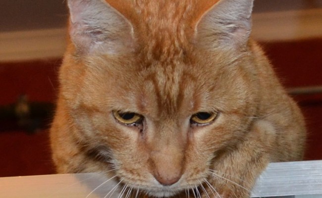 Leo is a 12 year old Domestic Ginger. His after shot after his fur raking, nails clipped, wash n blowdry and Blue/Orange Softpaw Nail Caps. Pampered by Kylies Cat Grooming services Also All Size Dogs