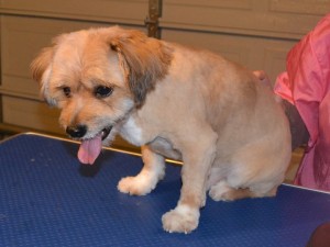Charlie is a Pomeranian x King Charles Cavalier. Pampered by Kylies Cat Grooming Services Also All Size Dogs.