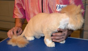 easley is a (Harry Potter fan) I mean Persian. He came in today for his full groom and did very very well. Pampered by Kylies cat Grooming Services Also All Size Dogs.