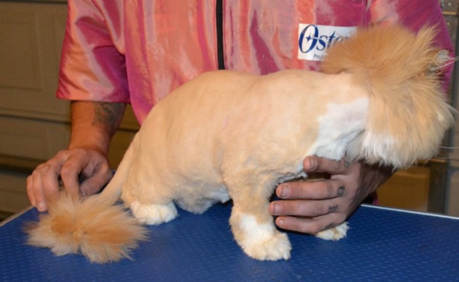easley is a (Harry Potter fan) I mean Persian. He came in today for his full groom and did very very well. Pampered by Kylies cat Grooming Services Also All Size Dogs.