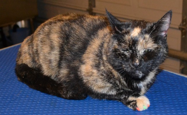 Turtle is a Tortoise Shell. This is her after shot after her fur rake, nails clipped, wash n blowdry and Orange and Lime SoftPaw Nail Caps. Pampered by Kylies Cat Grooming services Also All Size Dogs