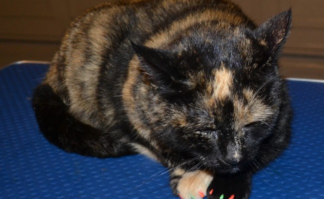 Turtle is a Tortoise Shell. This is her after shot after her fur rake, nails clipped, wash n blowdry and Orange and Lime SoftPaw Nail Caps. Pampered by Kylies Cat Grooming services Also All Size Dogs