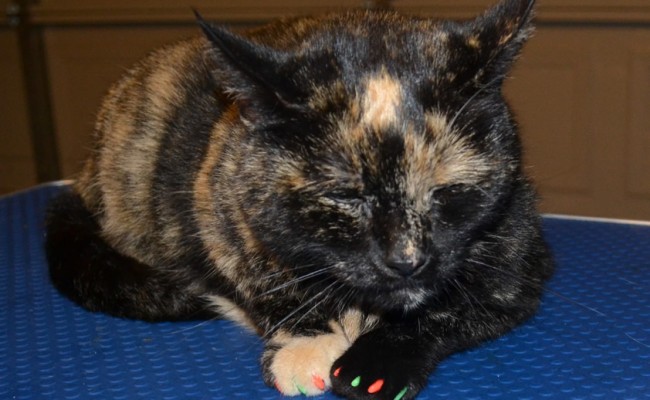 Turtle is a Tortoise Shell. This is her after shot after her fur rake, nails clipped, wash n blowdry and Orange and Lime SoftPaw Nail Caps. Pampered by Kylies Cat Grooming services Also All Size Dogs