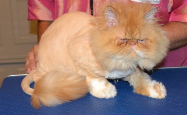 easley is a (Harry Potter fan) I mean Persian. He came in today for his full groom and did very very well. Pampered by Kylies cat Grooming Services Also All Size Dogs.