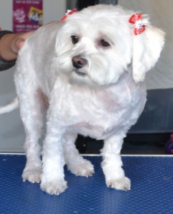 Narla is a Shih Tzu x Maltese. Pampered by Kylies Cat Grooming services Also All Size Dogs.