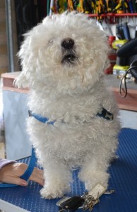 This is old grumpy Kyle. He is a Bichon x Poodle. He had his full groom today. I did get a cuddle though. Pampered by Kylies cat Grooming Services Also All Size Dogs.