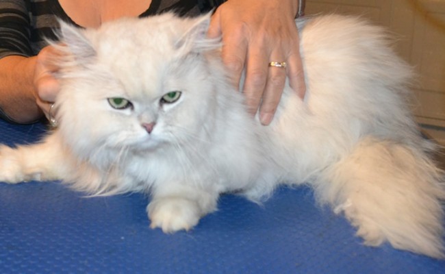 Snowball is a Chinchilla. He had his matted fur shaved off, nails clipped, ears cleaned and a wash n blow dry. Pampered by Kylies Cat Grooming Also All Size Dogs.