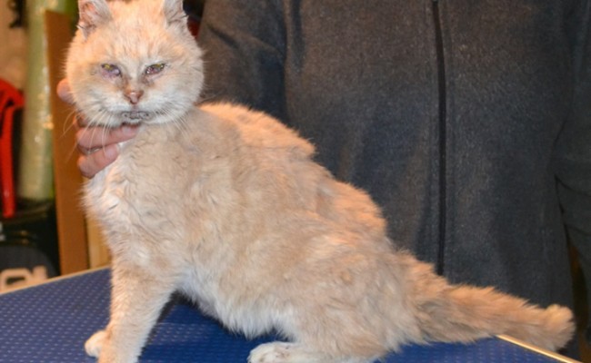 Ginger is a 16 yr old Ginger Tabby. She had her matted fur shaved, nails clipped and a wash n blow dry. She is loving her new soft coat.  Pampered by Kylies cat Grooming services Also All Size Dogs.